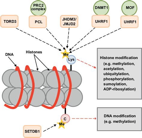 dominio tudor phd|Tudor domain proteins in development .